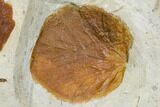 Two Fossil Leaves (Zizyphoides And Davidia) - Montana #113244-3